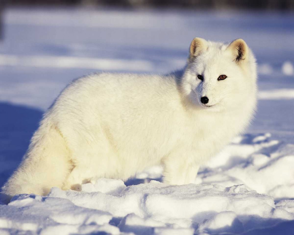 Art Print: USA, Alaska Arctic fox in winter coat