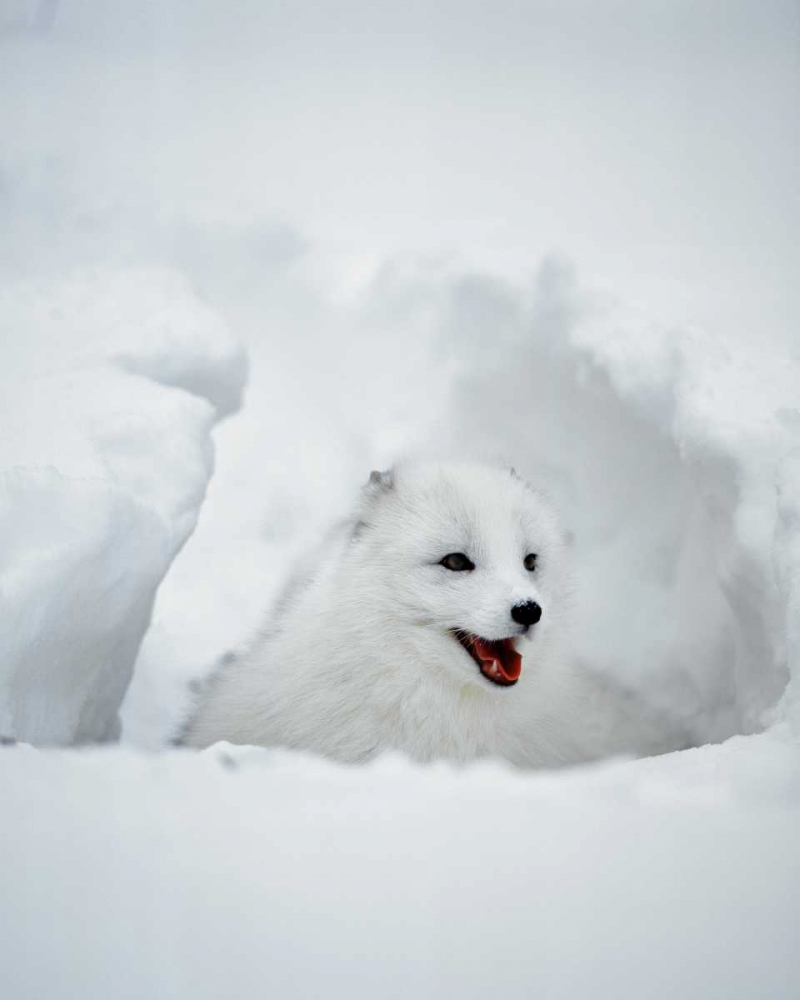 Art Print: USA, Alaska Arctic fox in winter coat