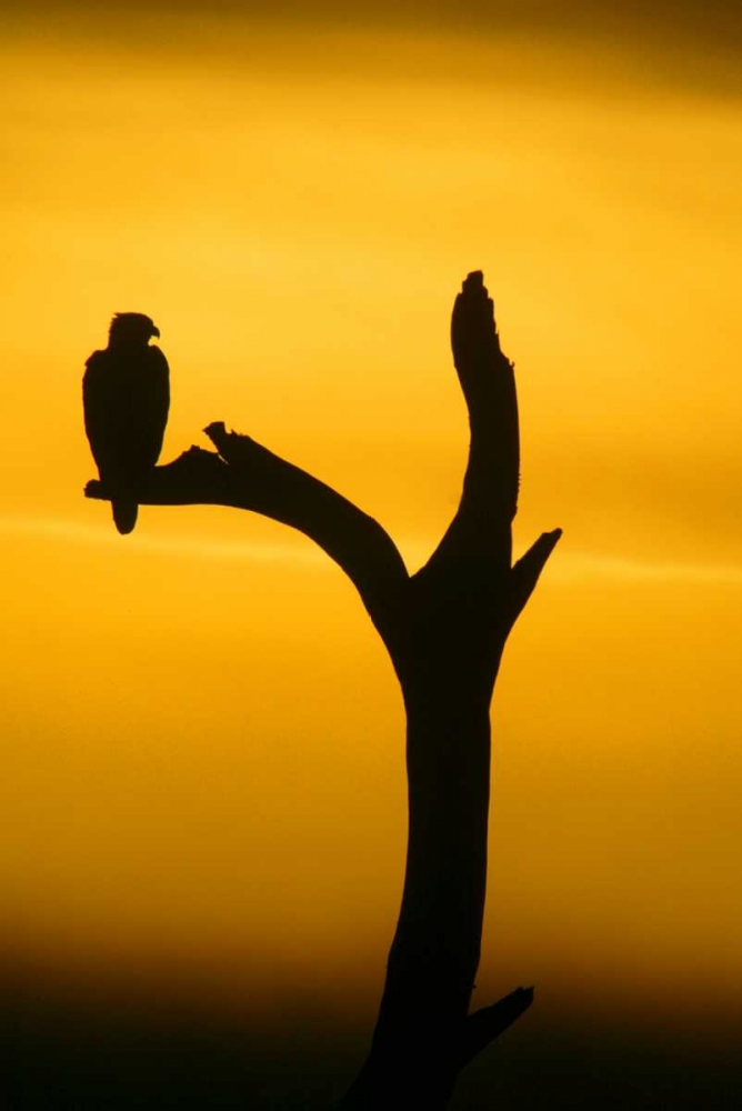 Art Print: Alaska, Homer Bald eagle resting on dead tree