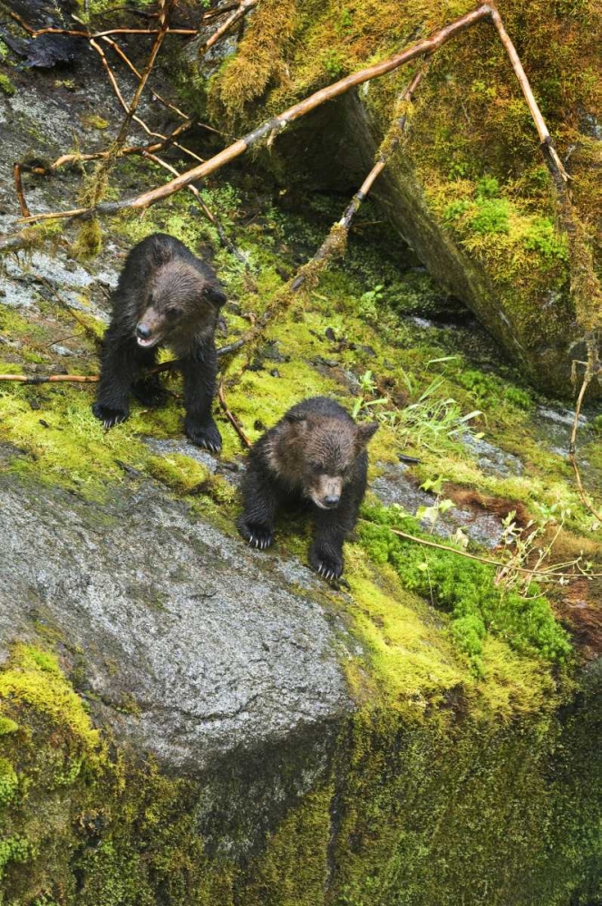 Art Print: AK, Inside Passage Two grizzly bear cubs