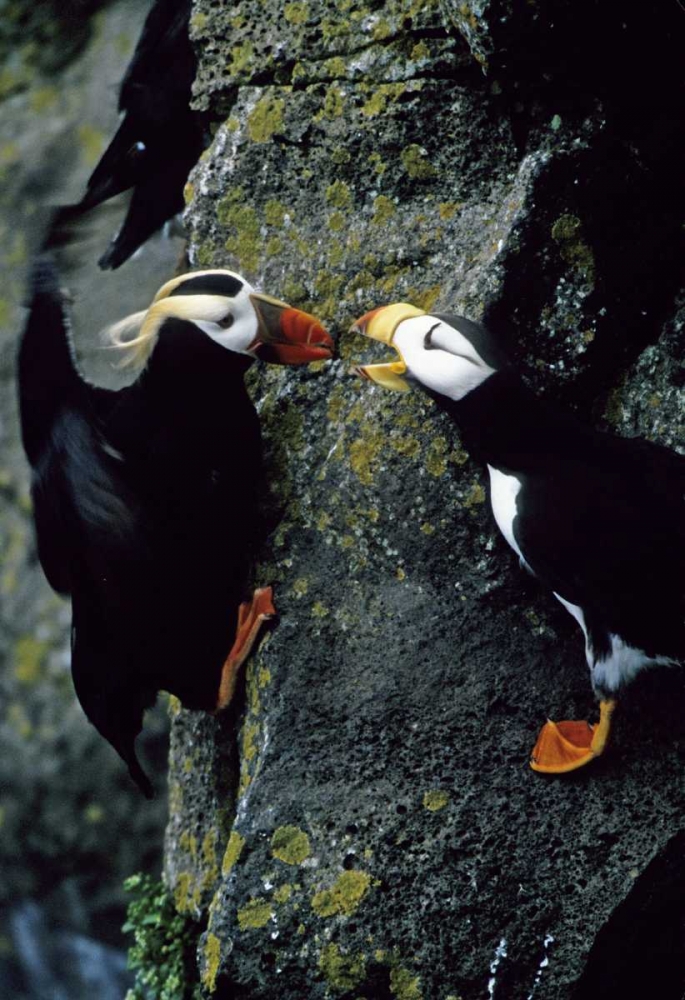 Art Print: AK, Pribilof Islands Puffins on cliffside