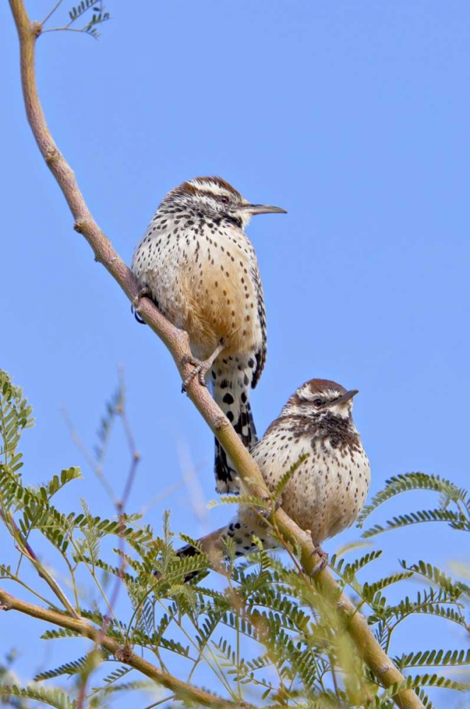 Art Print: Arizona, Phoenix Cactus wren pair on limb