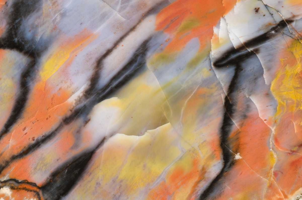 Art Print: USA, Arizona Close-up of petrified wood
