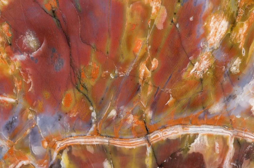 Art Print: USA, Arizona Close-up of petrified wood
