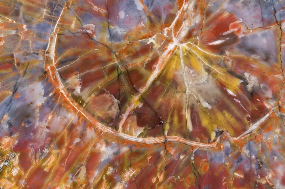 Art Print: USA, Arizona Close-up of petrified wood