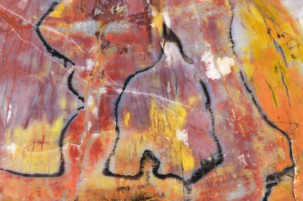 Art Print: USA, Arizona Close-up of petrified wood