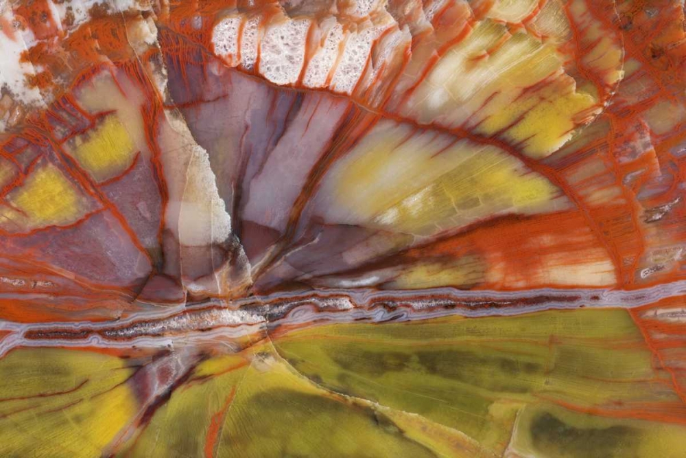 Art Print: USA, Arizona Close-up of petrified wood