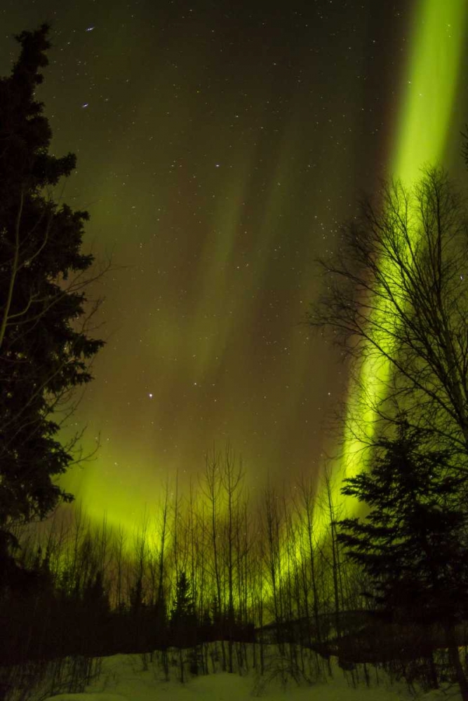 Art Print: Alaska, Chena Hot Springs Aurora borealis