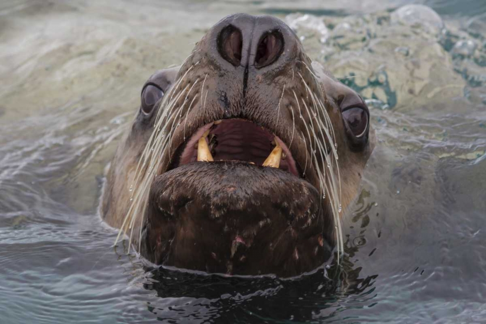 Art Print: Alaska Stellar sea lion face in water