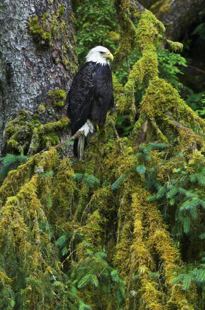 Art Print: USA, Alaska Bald eagle in mossy tree