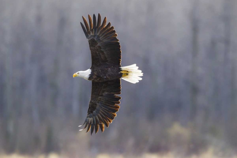 Art Print: Alaska, Chilkat Preserve Bald eagle in flight