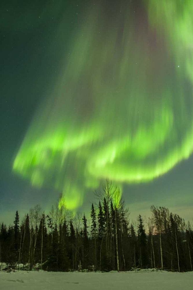 Art Print: USA, Alaska Aurora borealis over forest
