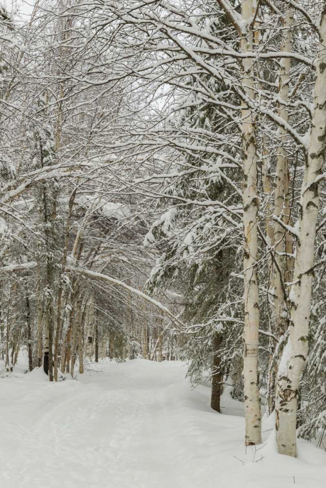 Art Print: USA, Alaska Snow-covered birch and spruce forest