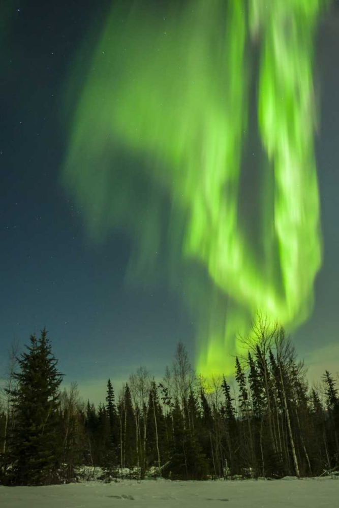 Art Print: USA, Alaska Aurora borealis over forest