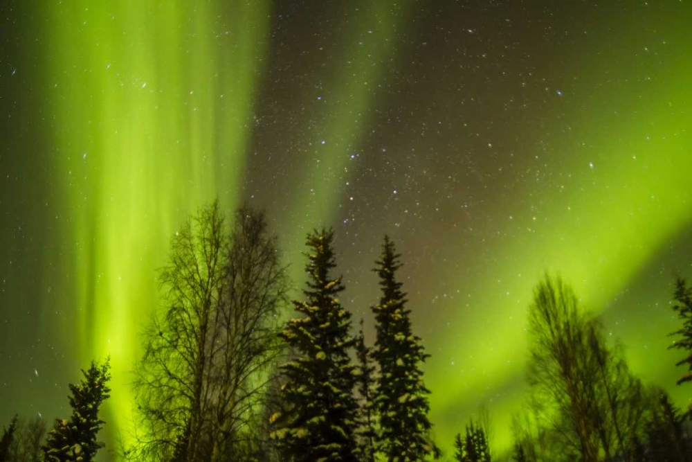 Art Print: USA, Alaska Aurora borealis over forest