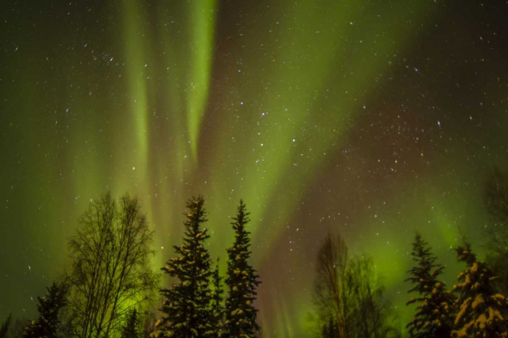 Art Print: USA, Alaska Aurora borealis over forest