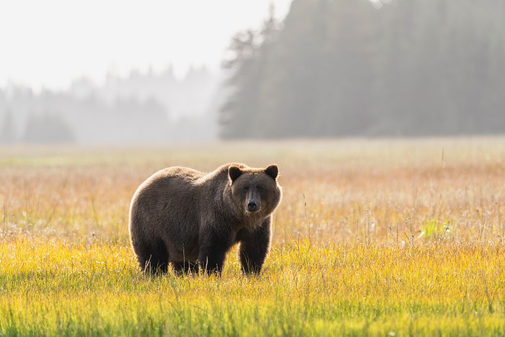 Art Print: USA-Alaska-Lake Clark National Park Grizzly bear male in meadow