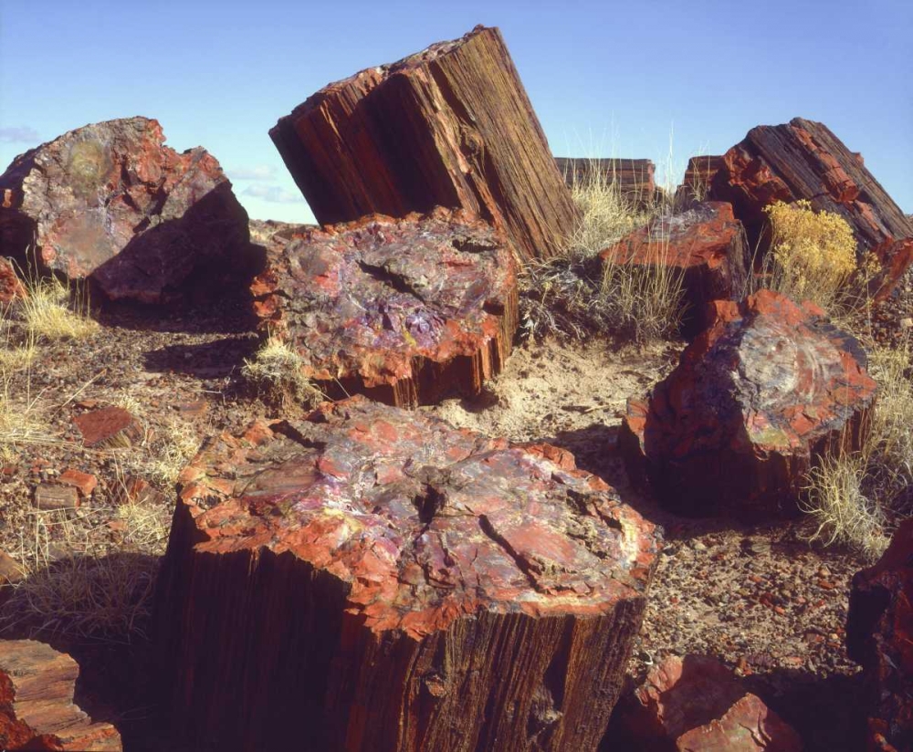 Art Print: Arizona, Petrified Forest NP Petrified logs