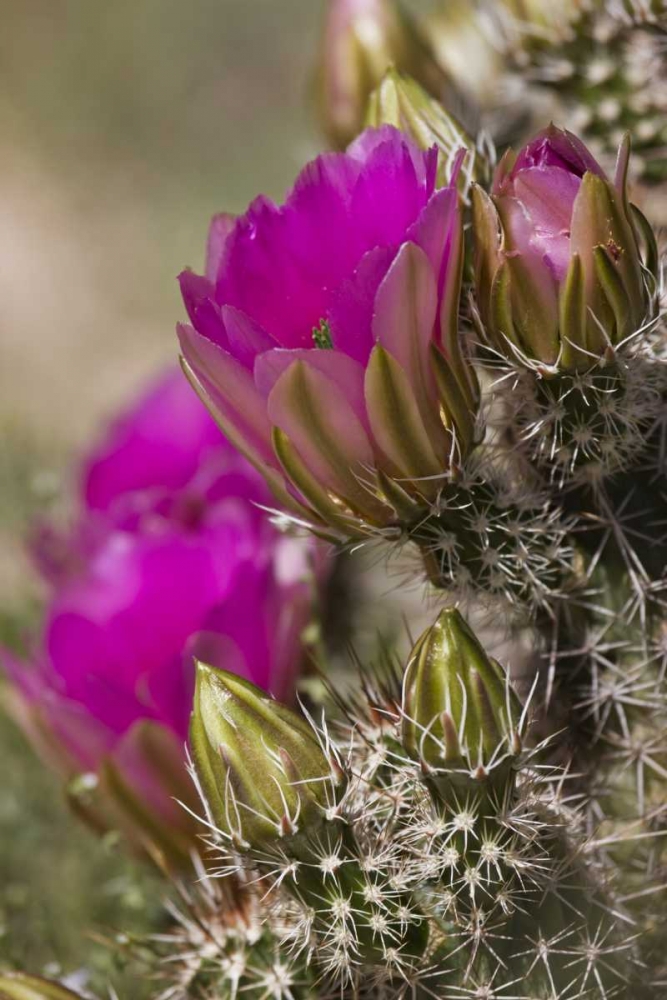 Art Print: Arizona, Tucson Hedgehog cactus in bloom
