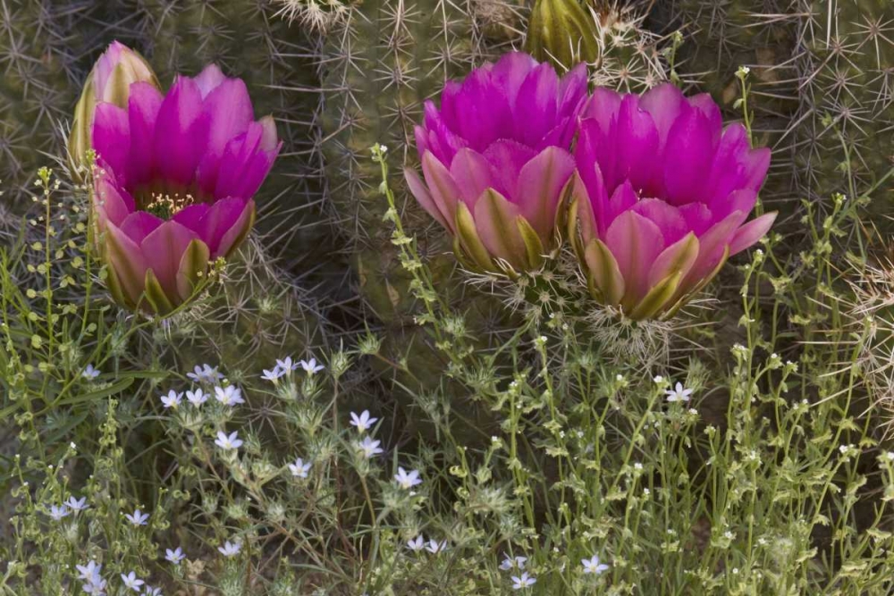 Art Print: Arizona, Tucson Hedgehog cactus in bloom