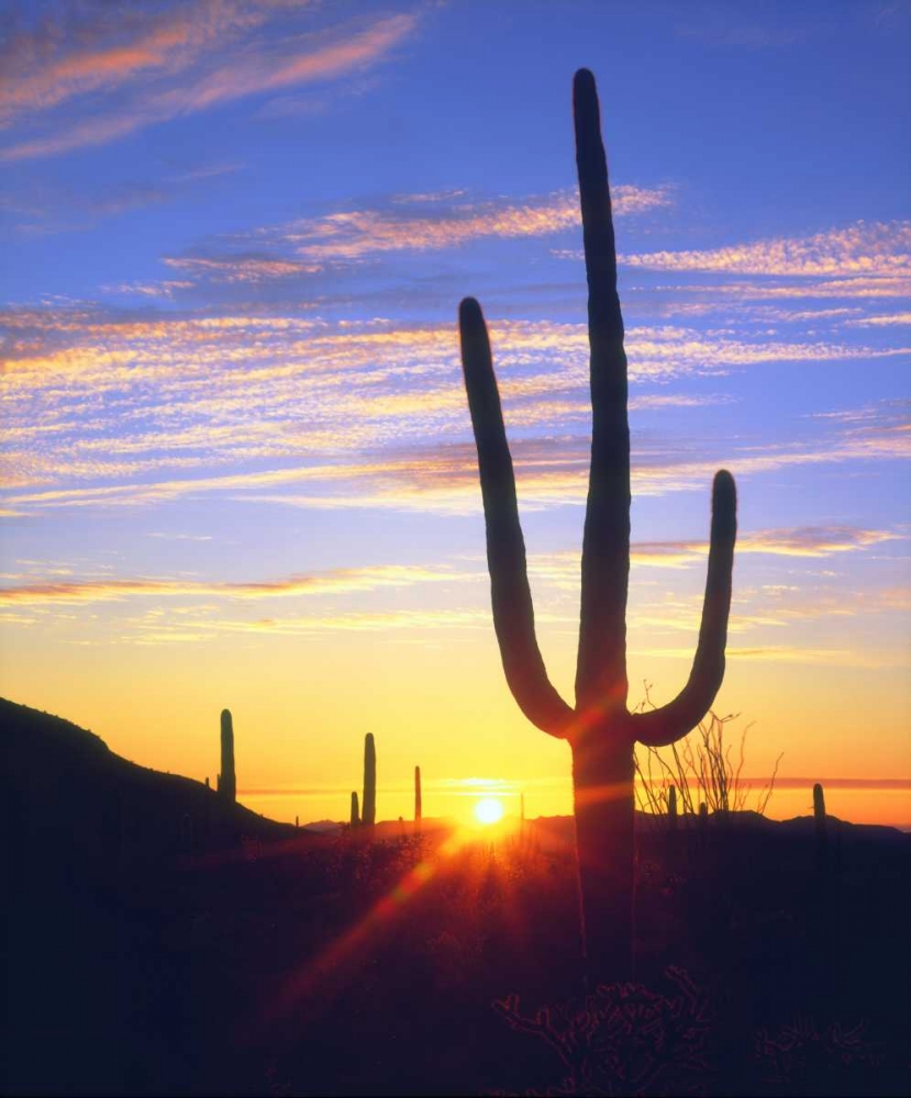 Art Print: USA, Arizona, A saguaro cactus at sunset
