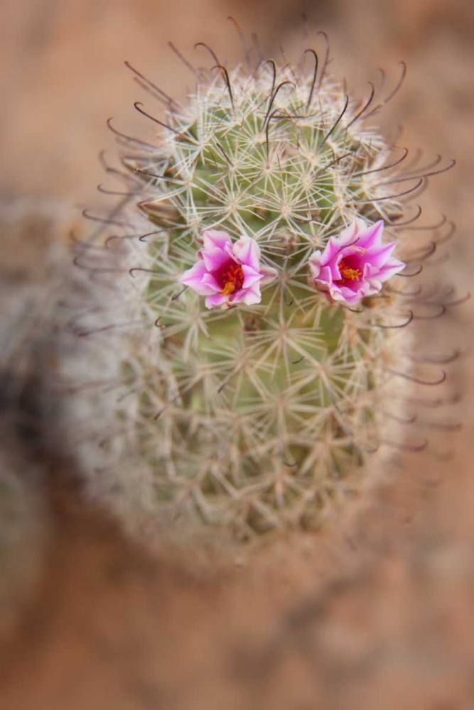 Wall Art Painting id:128284, Name: AZ, Grand Canyon, Fishhook cactus with flowers, Artist: Grall, Don