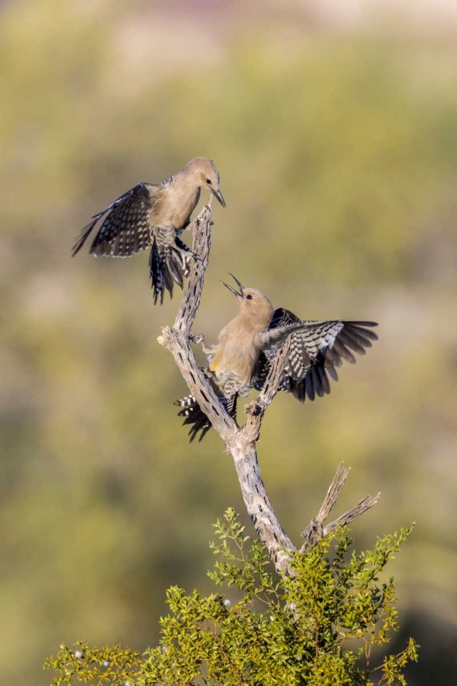 Art Print: AZ, Buckeye Gila woodpeckers on cholla skeleton