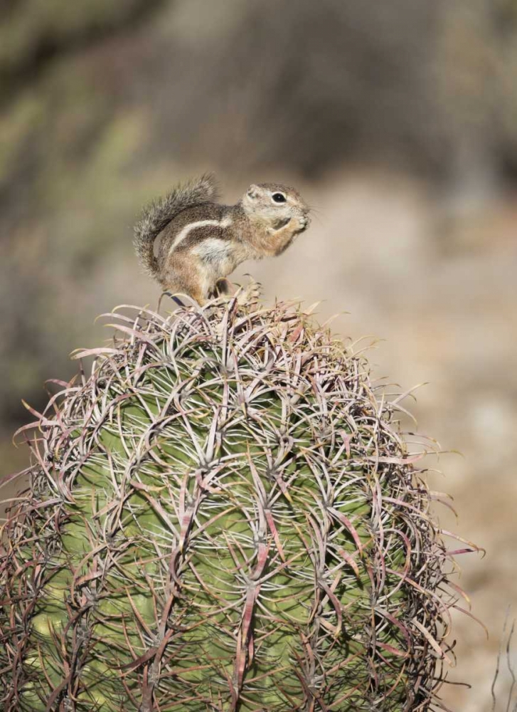 Art Print: AZ, Buckeye Harriss antelope squirrel on cactus