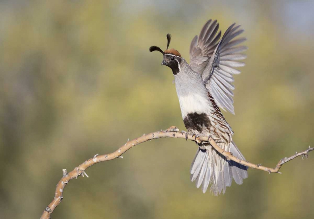 Art Print: AZ, Buckeye Female Gambels quail on branch