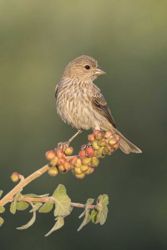 Art Print: AZ, Amado House finch on skunkbush berries