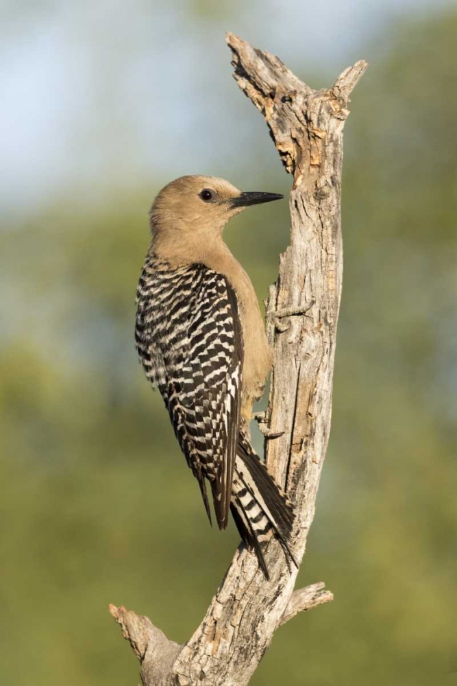 Art Print: AZ, Amado Gila woodpecker on dead tree trunk