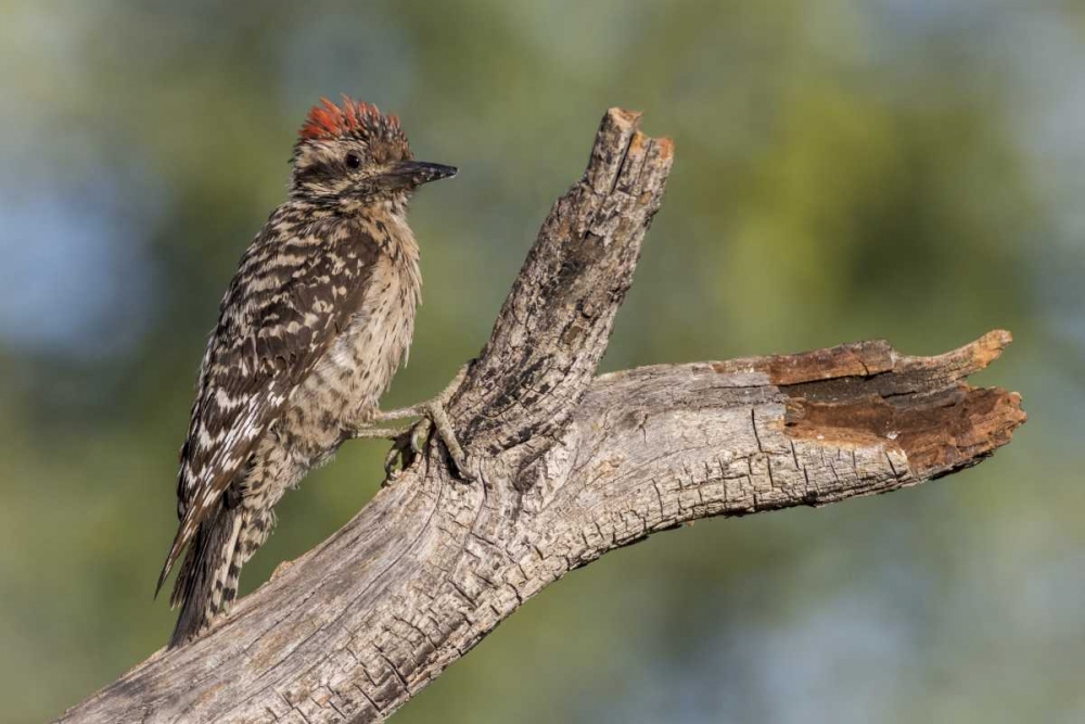 Art Print: AZ, Amado Ladder-backed woodpecker on tree trunk