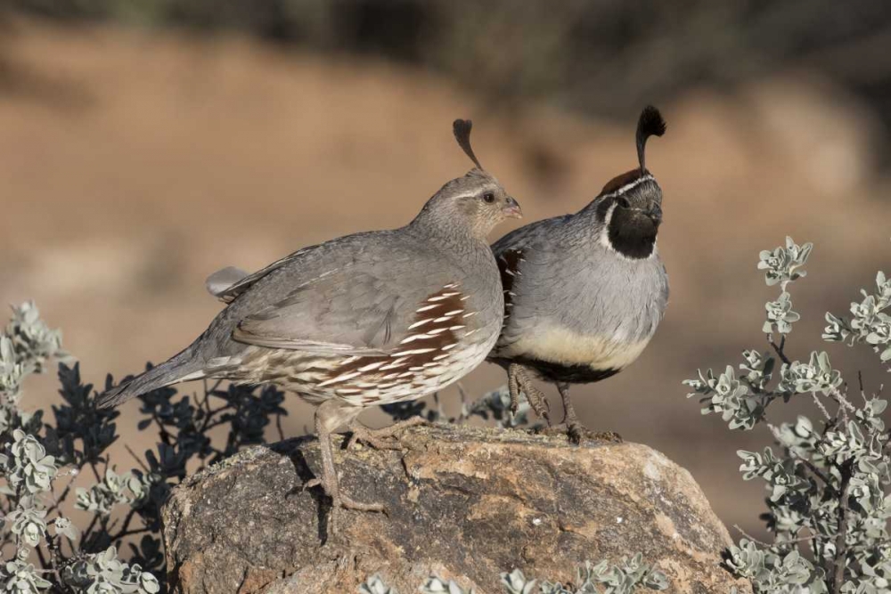 Art Print: AZ, Amado Pair of Gambels quail perched on rock
