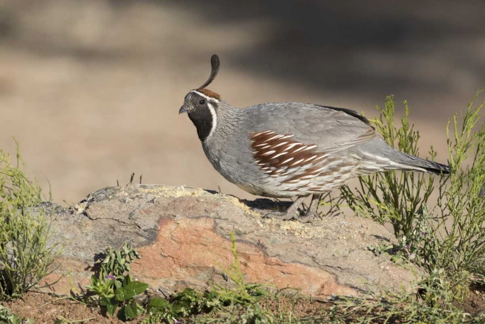 Art Print: AZ, Amado Male Gambels quail perched on a rock