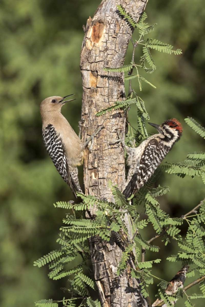 Wall Art Painting id:129898, Name: AZ, Amado Woodpeckers on tree trunk, Artist: Kaveney, Wendy