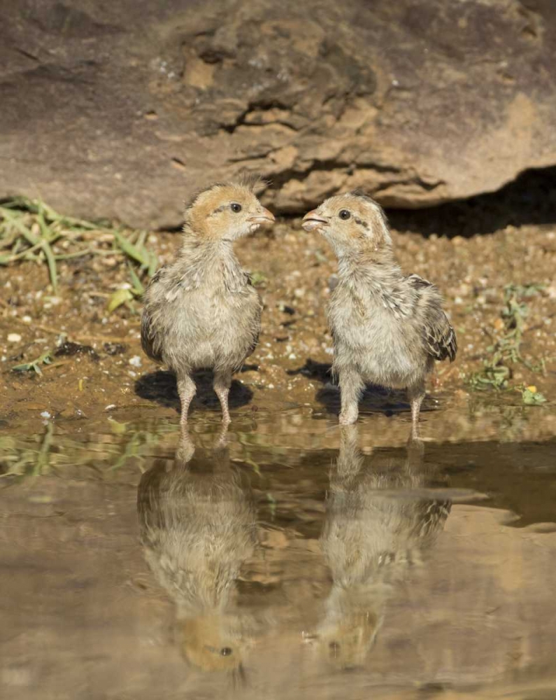 Art Print: AZ, Amado Two Gambels quail chicks drinking