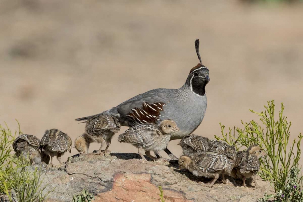 Art Print: AZ, Amado Gambels quail and chicks on a rock