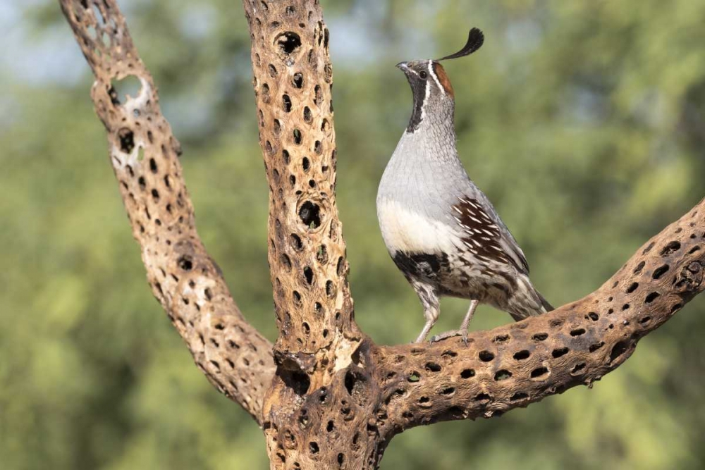 Art Print: AZ, Amado Gambels quail on cholla skeleton