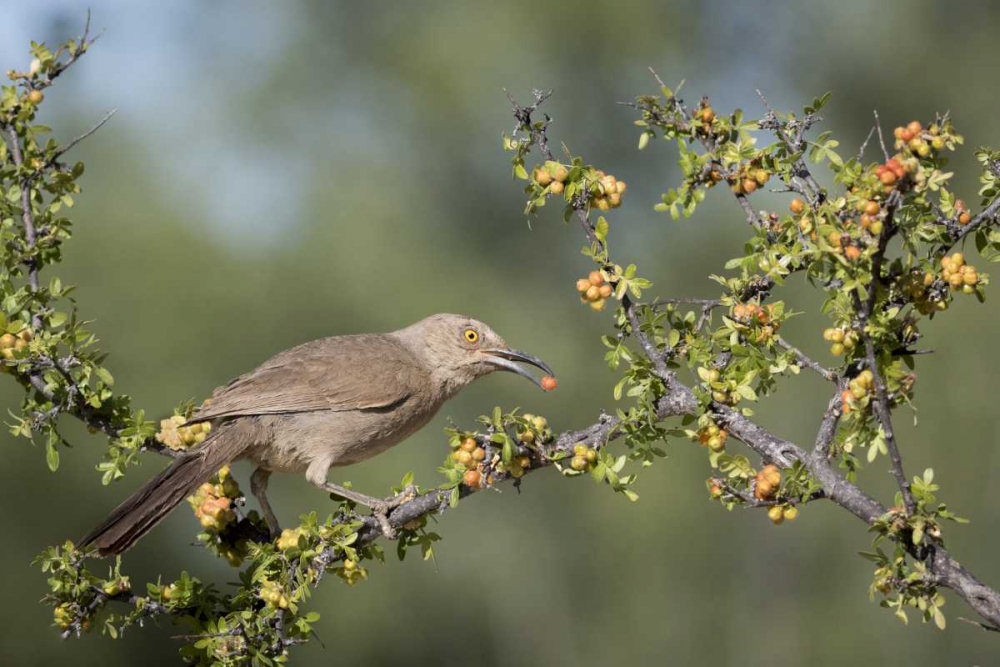 Art Print: AZ, Amado Curve-billed thrasher with berry