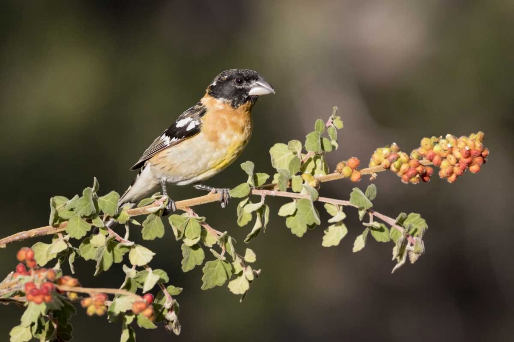 Art Print: AZ, Amado Black-headed grosbeak on skunkbush