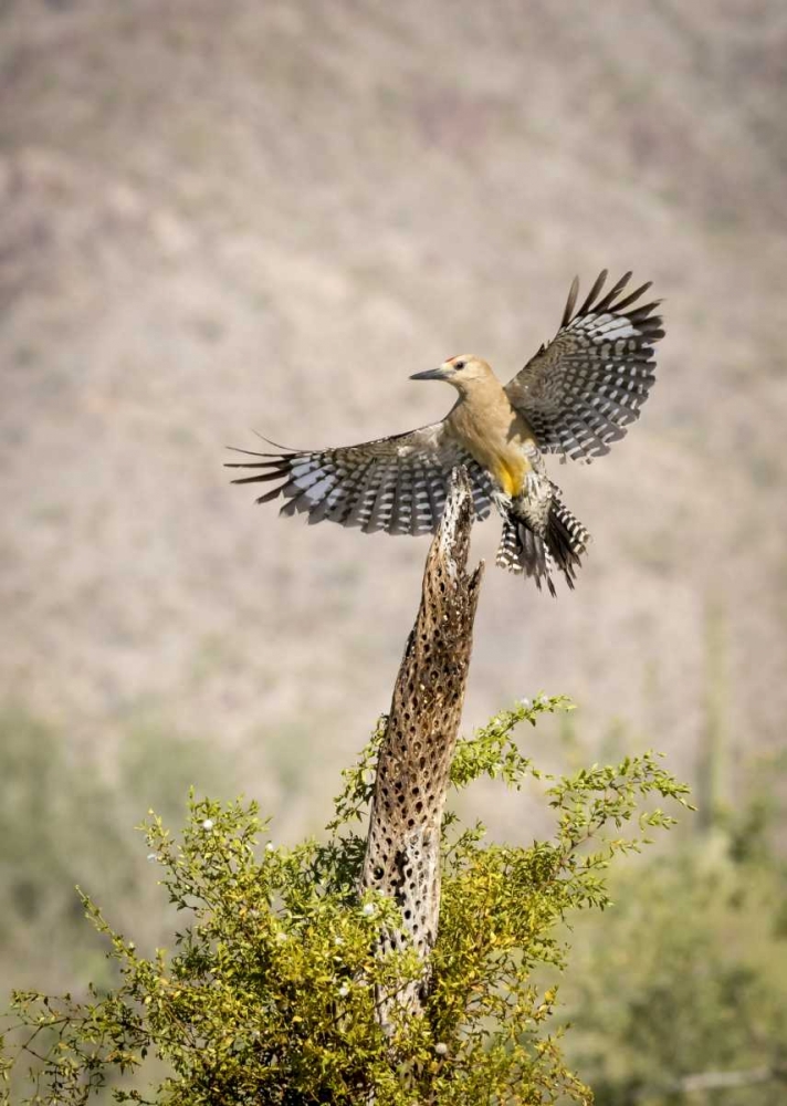 Art Print: AZ, Buckeye Gila woodpecker on cholla skeleton