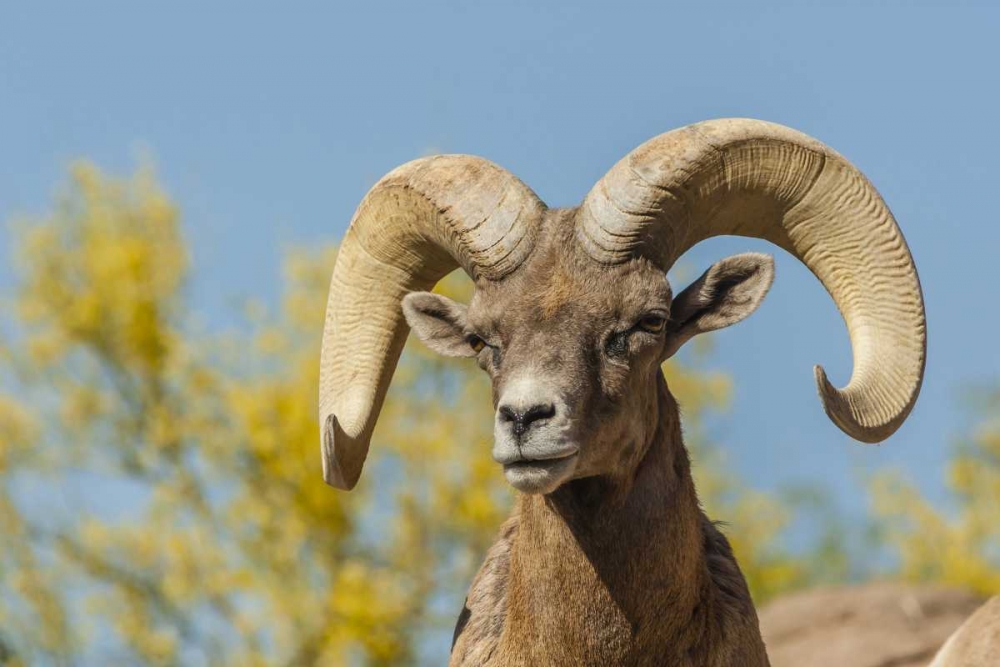 Art Print: Arizona, Sonoran Desert Desert bighorn ram