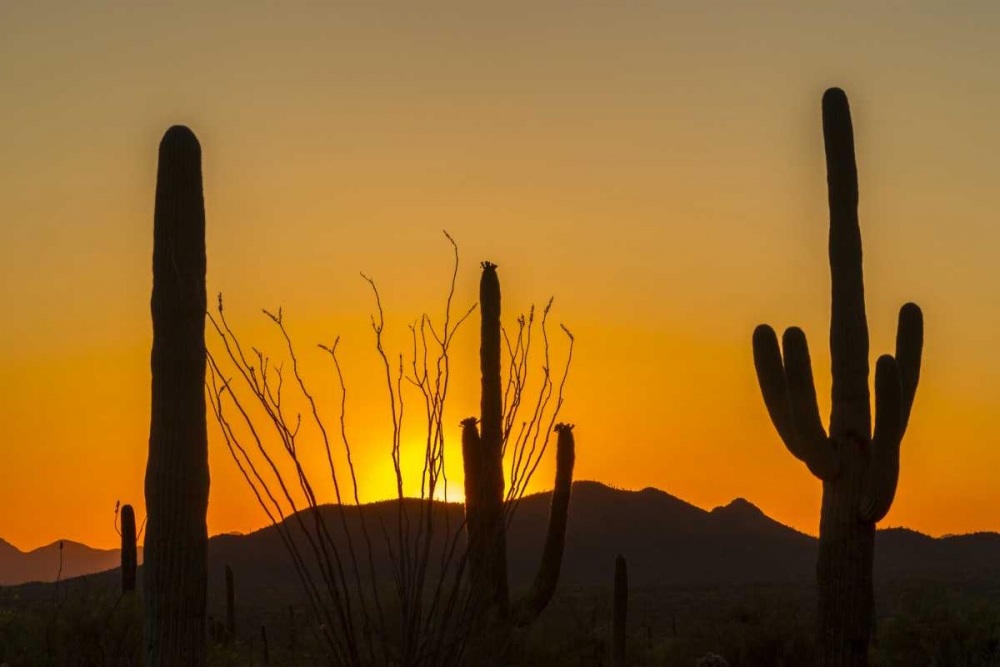 Art Print: Arizona, Saguaro NP Sunset on desert landscape