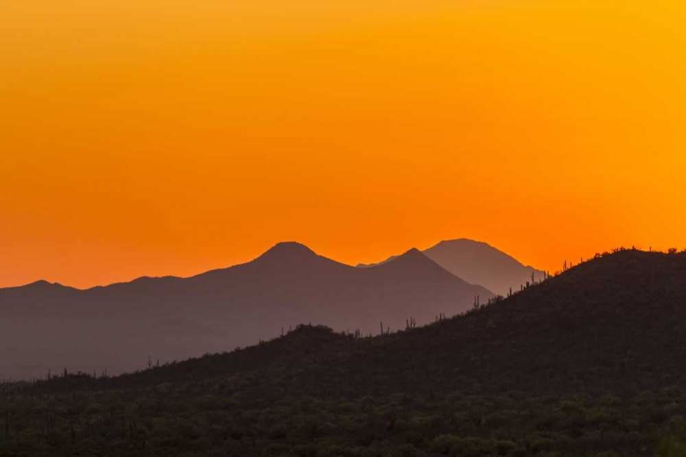 Art Print: Arizona, Saguaro NP Tucson Mountains at sunset