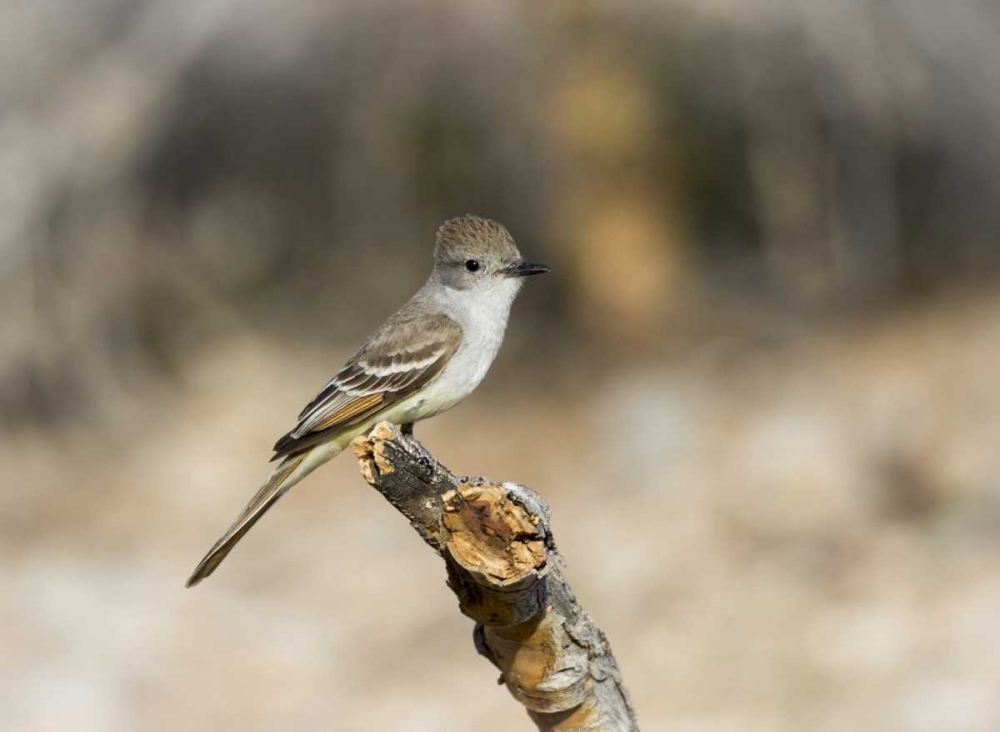 Art Print: AZ, Buckeye An ash-throated flycatcher on stump