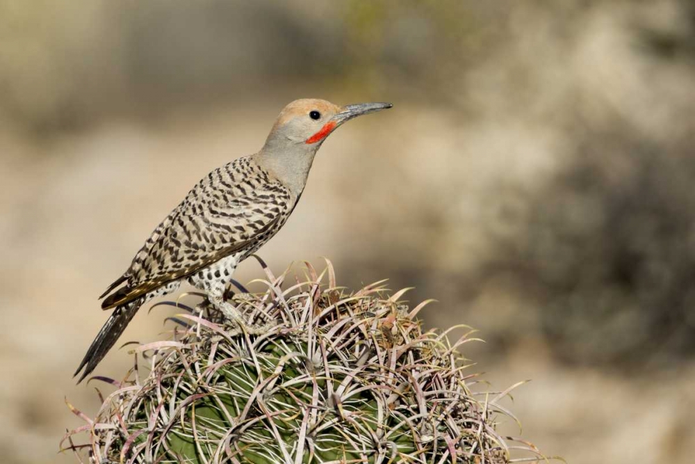 Art Print: AZ, Buckeye Male gilded flicker on barrel cactus