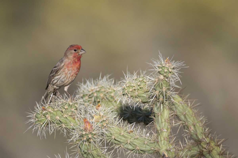 Art Print: AZ, Buckeye House finch on pencil cholla cactus