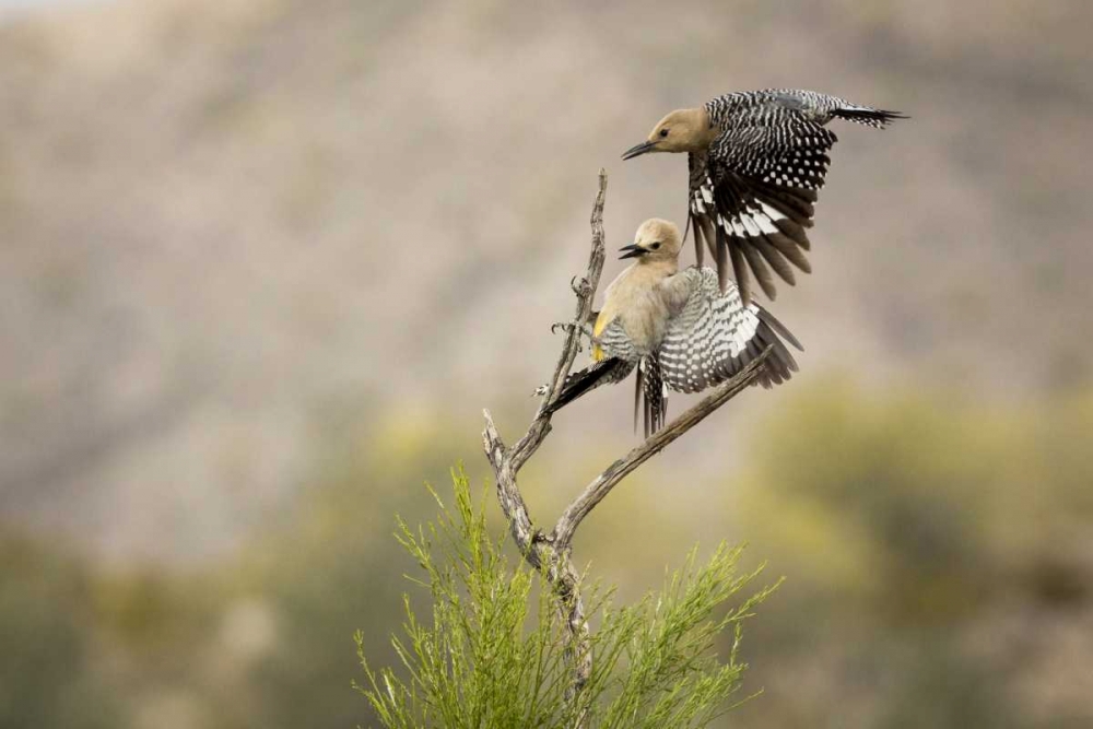 Art Print: AZ, Buckeye Gila woodpeckers landing on branch