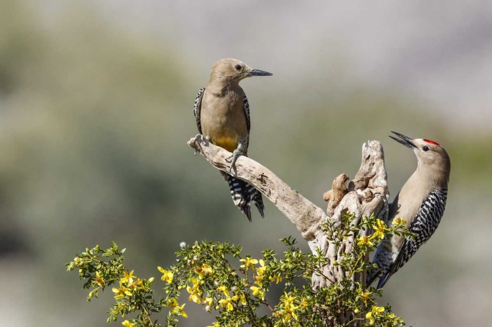 Art Print: AZ, Buckeye Gila woodpeckers on cholla skeleton