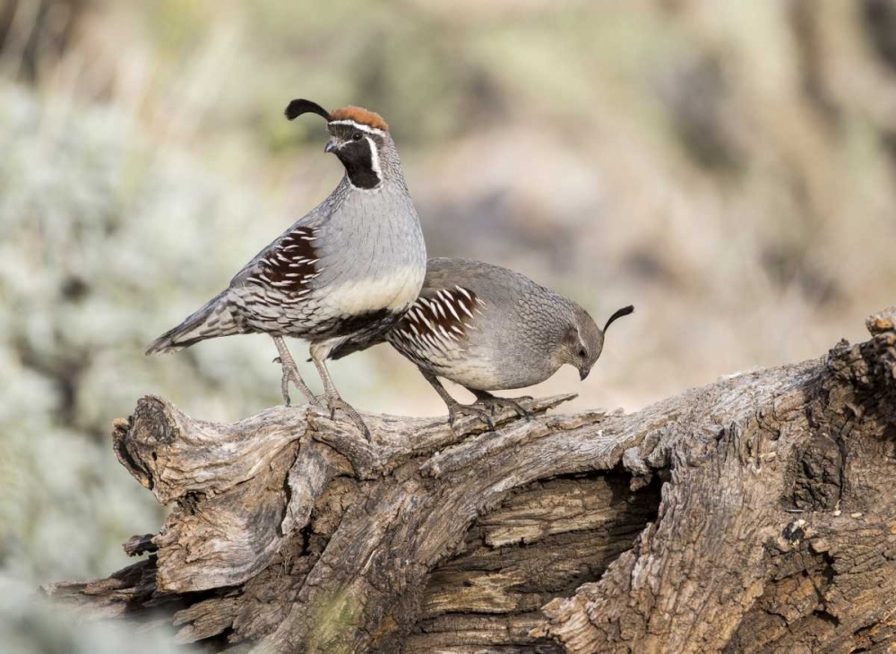 Art Print: AZ, Buckeye Male and female Gambels quail